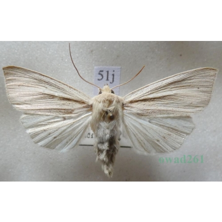Mythimna straminea (Treitschke, 1825) female Mokradlica Slovakia51j